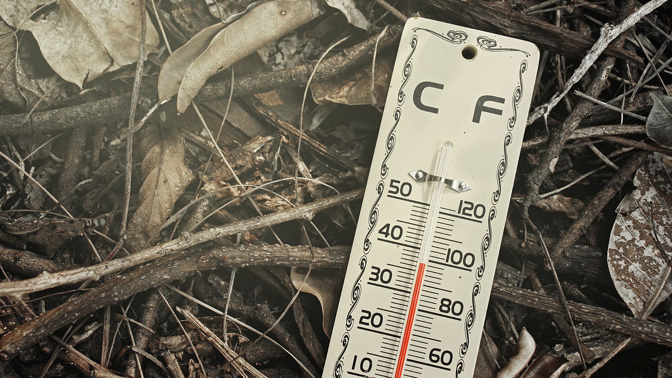 Ask Us About Plants that Grow in Hot Weather